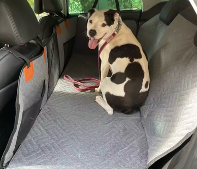 Adventure Awaits: Travel Worry-Free with Your Pet!